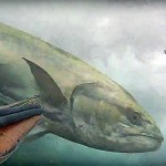 Video Pescasub: La Grossa Leccia in Caccia insegue le Spigole e quasi Travolge il Pescasub