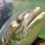 Video Pescasub: Una Grossa Leccia alla Carica