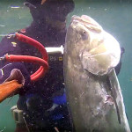 Video Pescasub: la Grande Leccia in 3 Metri d’Acqua
