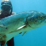 L’immagine della pesca subacquea al tempo dei “social”