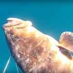 Video Pescasub: la Cernia in Caduta e il Mulinello inceppato
