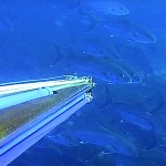 Video Pescasub: la Coppiola di Ricciole che Sfuma per un Soffio