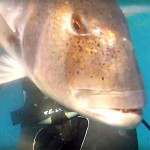 Video Pescasub: il Dentice Curioso sul Cappello della Secca