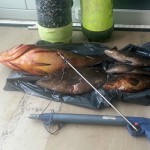 Pesca con le Bombole: 2 Cernie, 3 Dotti e 1000 euro di multa a Novaglie