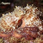 La pesca del polpo (Octopus Vulgaris)