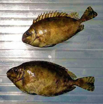 pesce-coniglio scuro