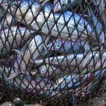 Alleanza Coop: le Nuove Sanzioni sulla Pesca Illegale Danneggiano i Professionisti