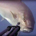Video Pescasub: una Ricciola Troppo Curiosa