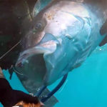 Video Pescasub: la Grande Ricciola Fulminata nel Sottocosta (35 kg)