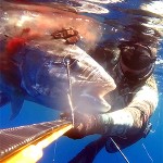 Video Pescasub: La Grande Ricciola in Caduta – Tra SICILIA e TUNISIA ep.5