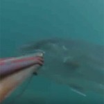 Video Pescasub: L’enorme Ricciola in due spanne d’acqua (45 kg)