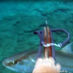 Video Pescasub: la Grande Ricciola troppo Curiosa (46 kg)