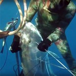 Video Pescasub: l’immensa Ricciola catturata Partendo da terra (48 kg)