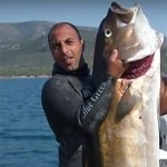 Video Pescasub: la Ricciola da oltre 60 kg in Caduta