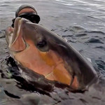 Video Pescasub: la Ricciola che Tentò di Rubare la Palamita dall’Asta ma…