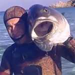 Video Pescasub: la Grossa Ricciola in Caccia e il Tiro in Caduta