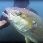 Video Pescasub: una Ricciola nel Lattiginoso Bassofondo Invernale (10 kg)