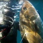 Video Pescasub: la Grande Ricciola in Caduta sul Relitto (35 kg)