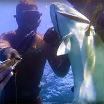Video Pescasub: La Grande Leccia in mezzo ai Cefali