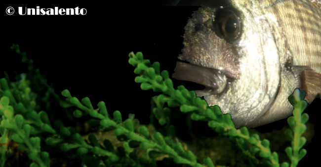 sarago-caulerpa aggiornato