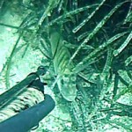 Video Pescasub: La pesca nella Posidonia, il Sarago Maggiore