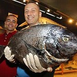 In Spagna pescato un altro Sarago Pizzuto di oltre 6 kg