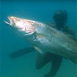 Video Pescasub: Scontro Frontale con le Ombrine Giganti