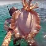 Video Pescasub: la Seppia Gigante sulla Sabbia (5 kg)