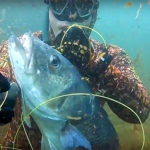 Video Pesca Sub: la Grossa Spigola “Addormentata” nelle Alghe (8,2 kg)
