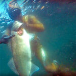 Video Pesca Sub: La Grossa Spigola in Una Spanna d’Acqua (10 kg)