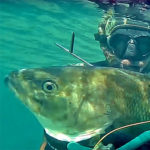 Video Pesca Sub: la Grossa Spigola Dietro gli Steli (6,6 Kg)