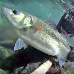 Video Pescasub: la Grossa Spigola in Pochissima Acqua (5 kg)