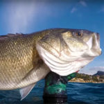 Video Pesca Sub: la Grossa Spigola in Caduta nel Canalone (9,6 kg)