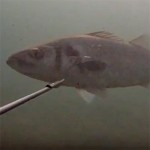 Video Pescasub: arriva la Grossa Spigola, Tira il Grilletto ma…