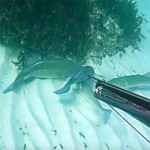 Pesca Spigola: Perchè Cacciarla Durante la Riproduzione e Piangersi Addosso? (1a parte)
