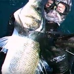 Video Pescasub: la Grossa Spigola che risale dal fondo