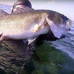 Video Pescasub: Grosse Spigole nella Schiuma (4,2 kg)