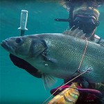 Video Pescasub: la Spigola Gigante in Riproduzione, Che Fai?! (8 kg)
