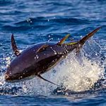 Pesca Sportiva Tonno Rosso 2021: le 9 Cose da Sapere per Pescare Tranquillo
