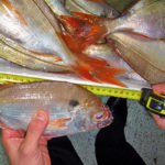 Le Misure Minime dei Pesci nella Pesca Sportiva e Ricreativa in Mare