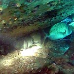 Video Pescasub con gli agonisti: Luigi Puretti e la Tana Mastra di Saragoni