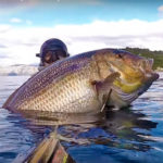 Video Pesca Sub: un Dentice da Record (13,173 kg)
