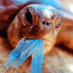 Ecco perché il Mare non si Salva con la Plastica Biodegradabile
