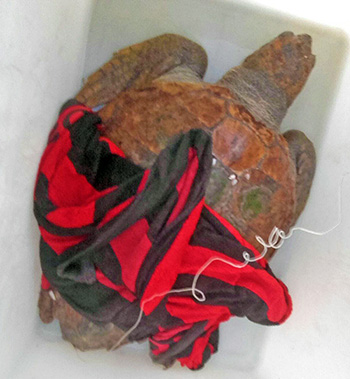 tartaruga rizzuto1