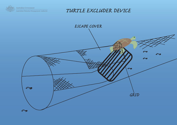 Schema del Turtle Excluder Device, il sistema che permette di evitare la cattura accidentale delle tartarughe marine durante la pesca a strascico