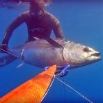 Video Pesca Sub: un Branco di Tonni Durante la Risalita (50 kg)