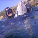 Video Pescasub: l’Enorme Tonno a Caccia di Polpi nel Bassofondo (320 kg)