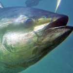 Tonno Rosso 2017: da Oggi Stop Anticipato alla Pesca Ricreativa