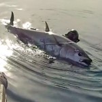 Video Pescasub: il Grande Tonno e la Cattura Ragionata