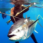Tonno Rosso 2019: dal 6 Agosto STOP Anticipato alla Pesca Ricreativa
